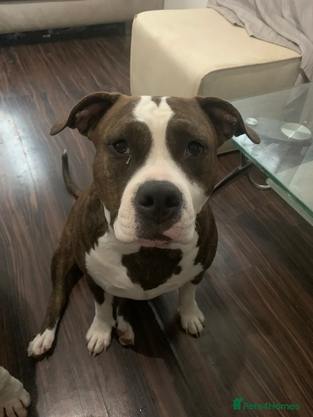 Mixed Breed dogs for sale: 4 year old Skye - Advert 5