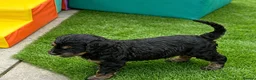 Bernedoodle dogs for sale: 2nd generation phantom female left. - Advert 4