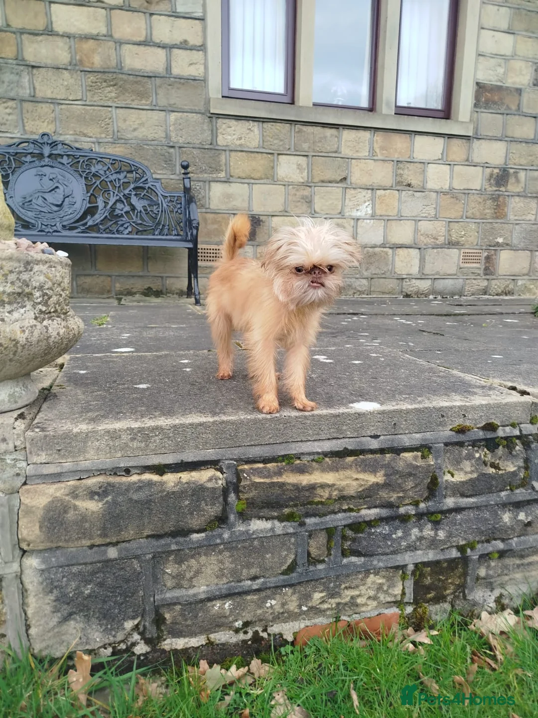 Griffon Bruxellois dogs for sale: Mini Chocolate Fawn Male - Advert 10