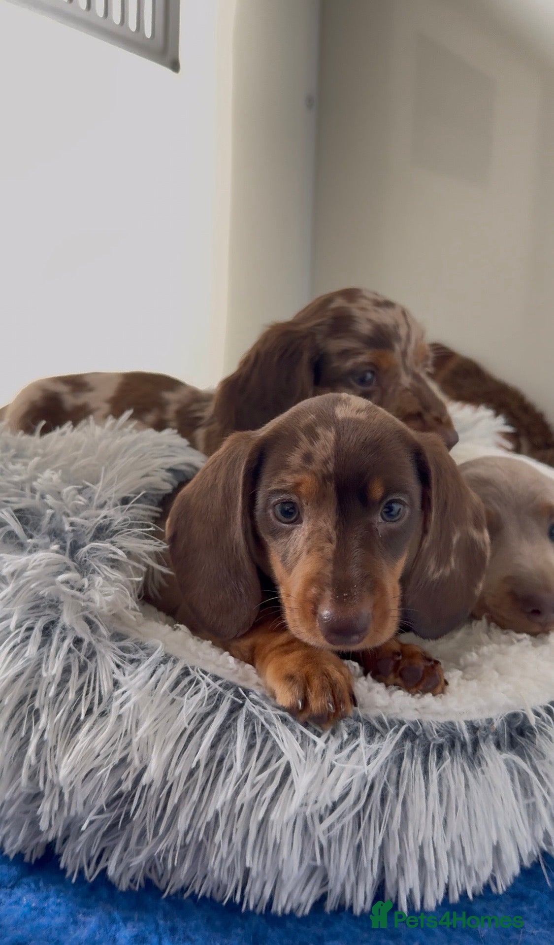 Miniature Dachshund dogs Quality miniature long hair & smooth hair puppy's - Advert 1