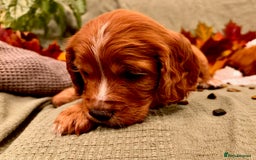 Mixed Breed dogs for sale: Cockapoo/Cavapoo Mix Puppies Available 10 Nov 25 - Image 16