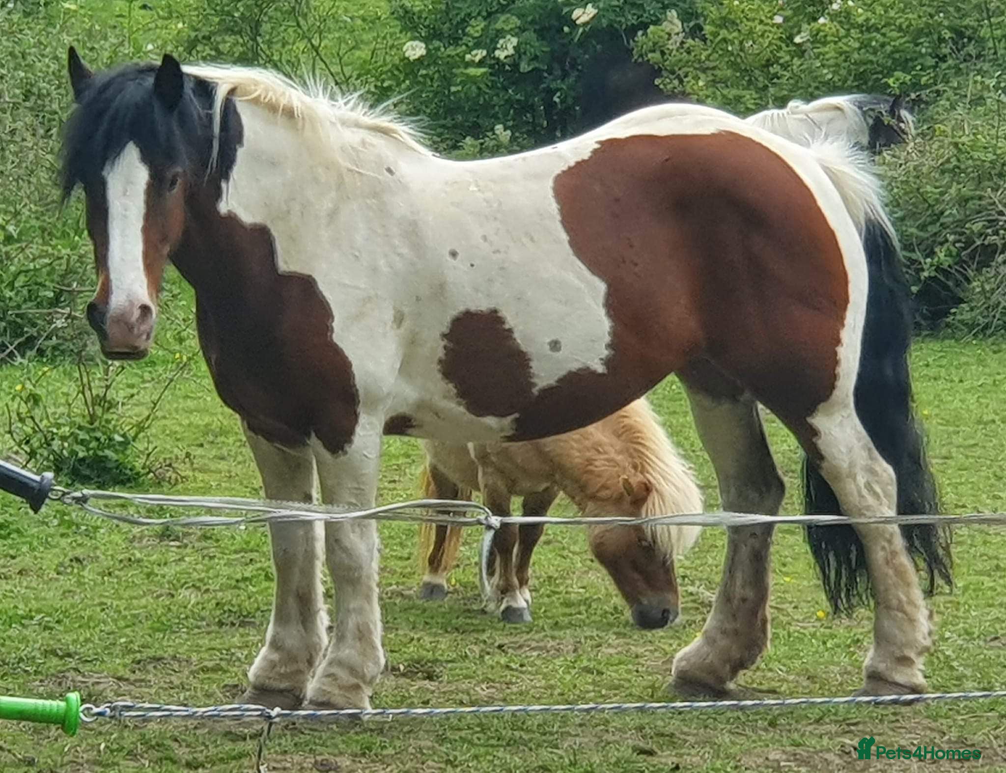 Irish Cob horses Cob mare 14.3 hacking mare - Advert 18