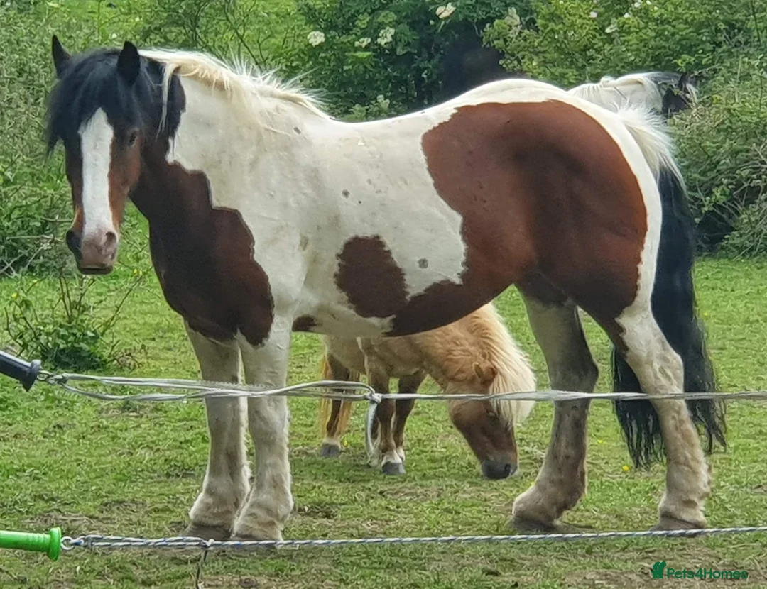 Irish Cob horses for sale: Cob mare 14.3 hacking mare - Advert 1