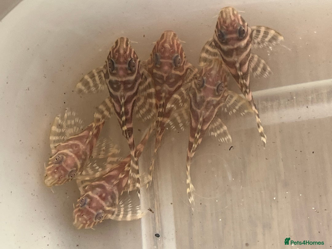 Plecos fish for sale: L333 albino Plecs. £40 - Image 1