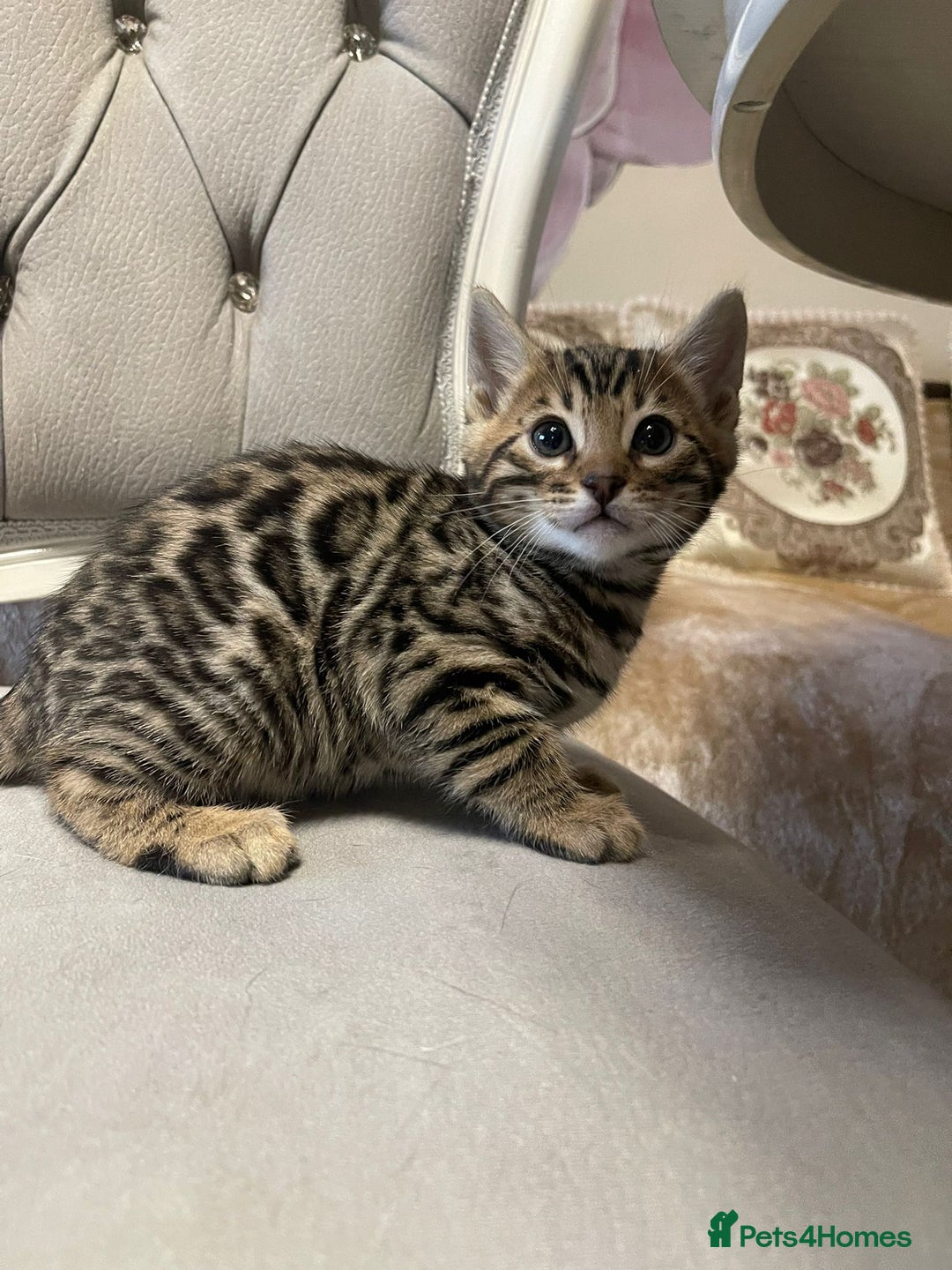 Bengal cats for sale: 5 Outstanding bengal kittens ready for a family  - Advert 13