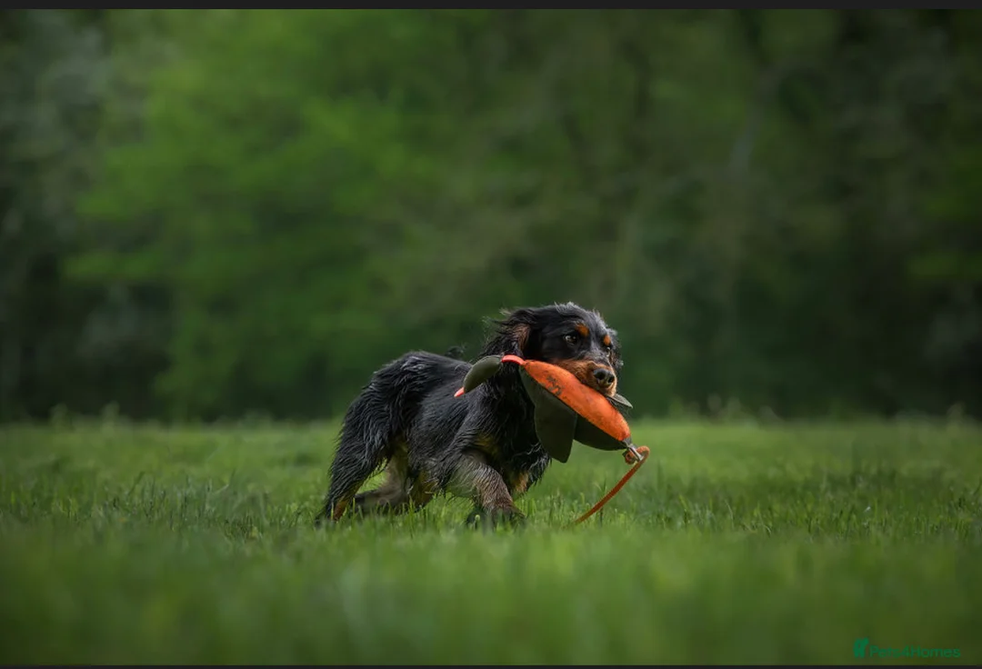 Cocker Spaniel dogs for stud: Woody standing at stud in Pershore - Advert 2