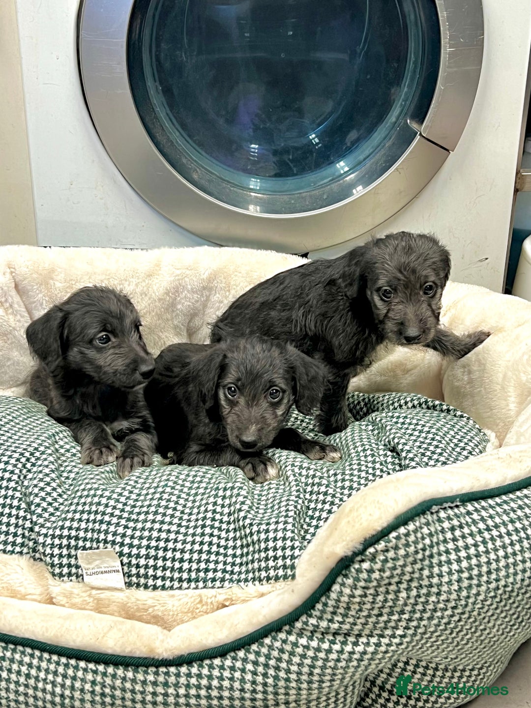Bedlington Terrier dogs for sale: Beautiful F1 Bedlington x Whippet Puppies - Advert 3