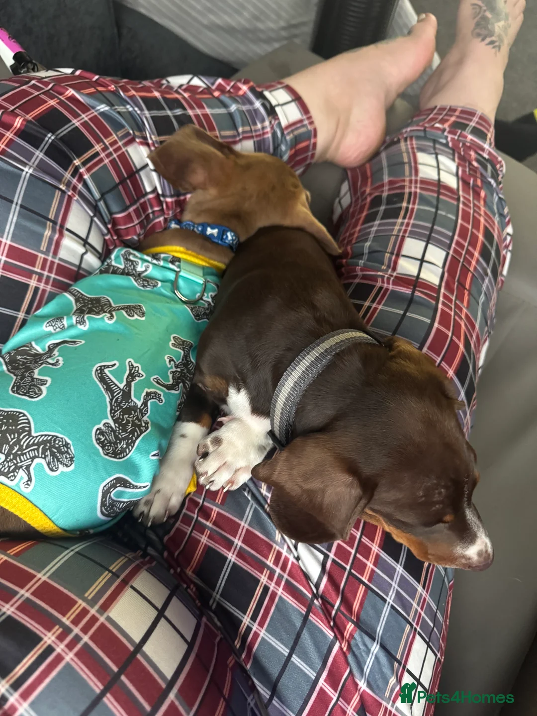 Dachshund dogs for sale: 7mth old needs new home  - Advert 3