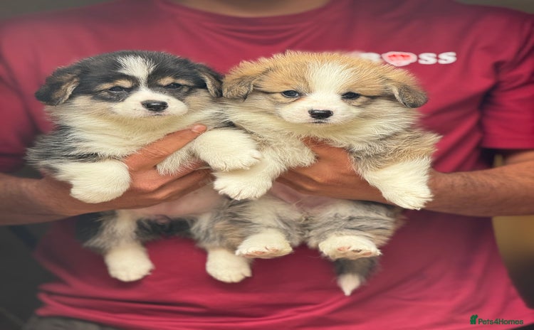 Welsh Corgi Pembroke dogs - Advert 1