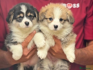 Welsh Corgi Pembroke dogs - Advert 1