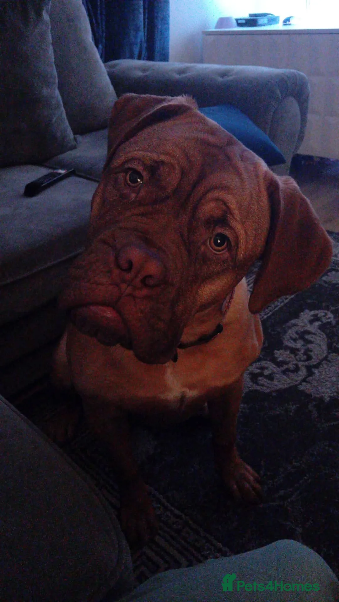 Dogue De Bordeaux dogs for sale: Dogue De Bordeaux in Sunderland - Advert 1