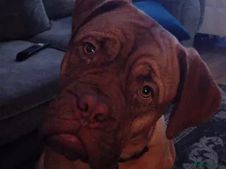 Dogue De Bordeaux dogs Dogue De Bordeaux - Advert 3