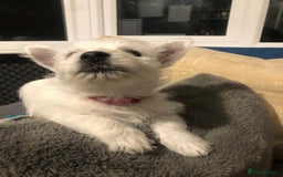 West Highland Terrier dogs for sale: Beautiful west highland puppies for sale - Image 29