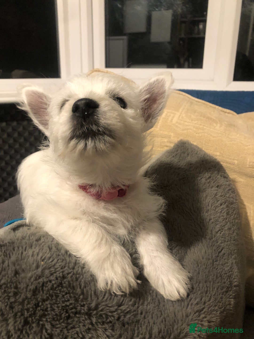 West Highland Terrier dogs for sale: Beautiful west highland puppies for sale - Image 29