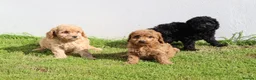 Cockapoo dogs for sale: Beautiful Cockapoo puppies for sale  in Llanelli - Advert 21