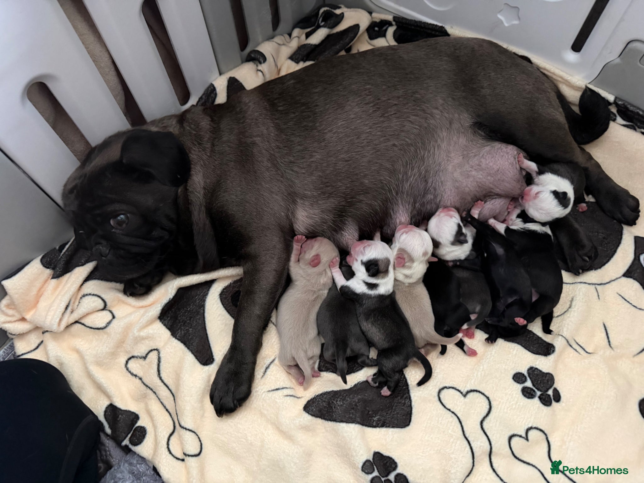 Pug dogs for sale: Kc registered Pugs - Advert 1