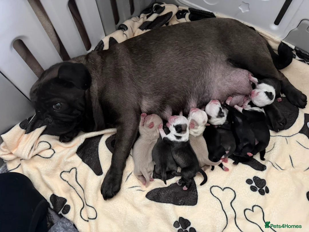 Pug dogs for sale: Kc registered Pugs - Advert 1