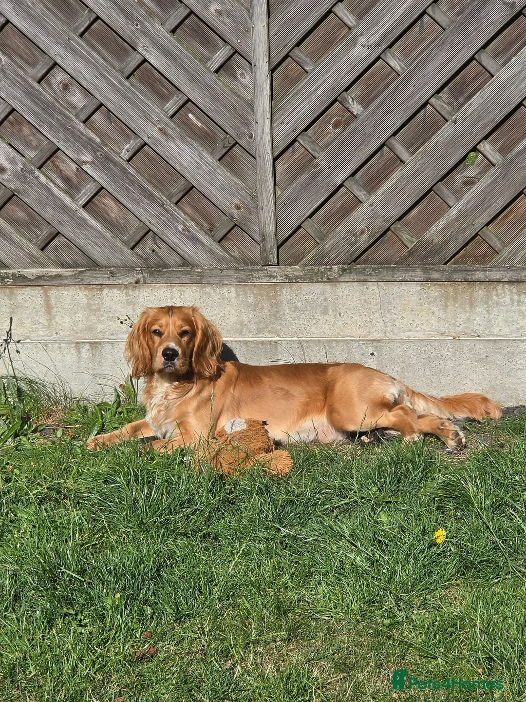 Cocker Spaniel dogs for stud: Cocker Spaniel stud - Advert 5