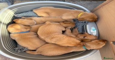 Labrador Retriever dogs - Advert 13