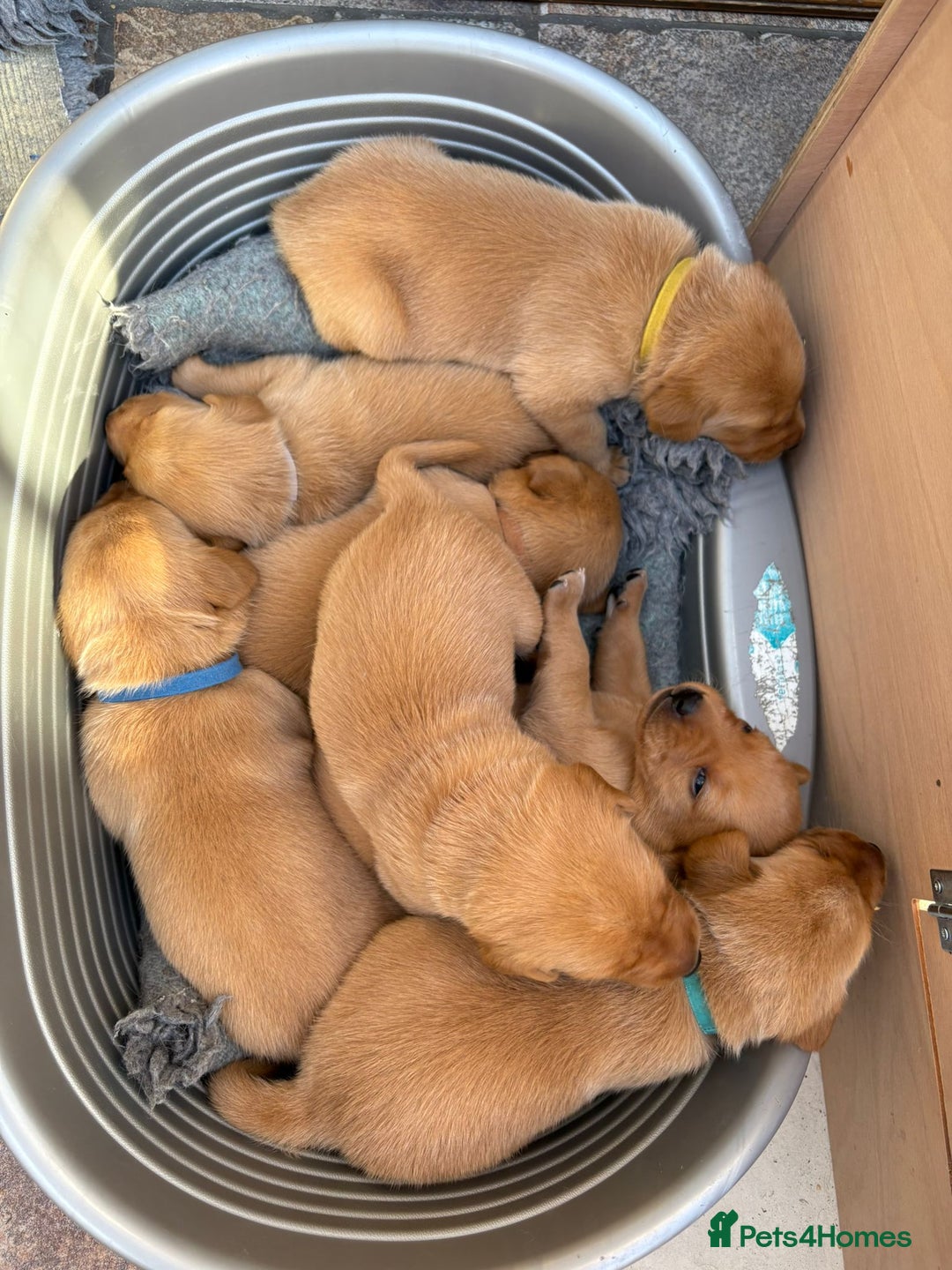 Labrador Retriever dogs for sale: Fox Red Labrador pups - Image 3
