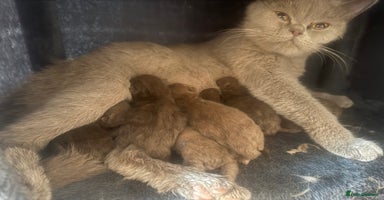 British Shorthair cats - Advert 11