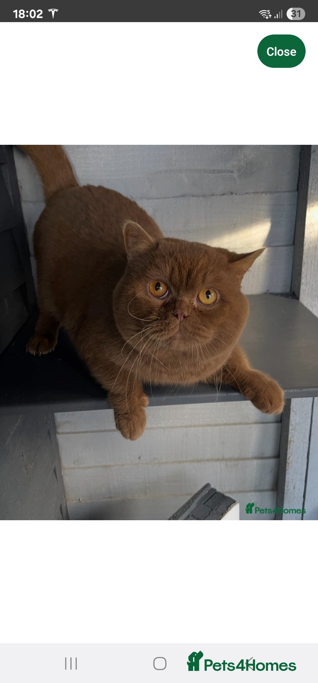 British Shorthair cats for sale: Purebred  British Shorthair Kittens - Advert 31