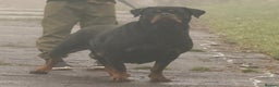 Rottweiler dogs for sale: Kc registered health tested female for sale  - Advert 2