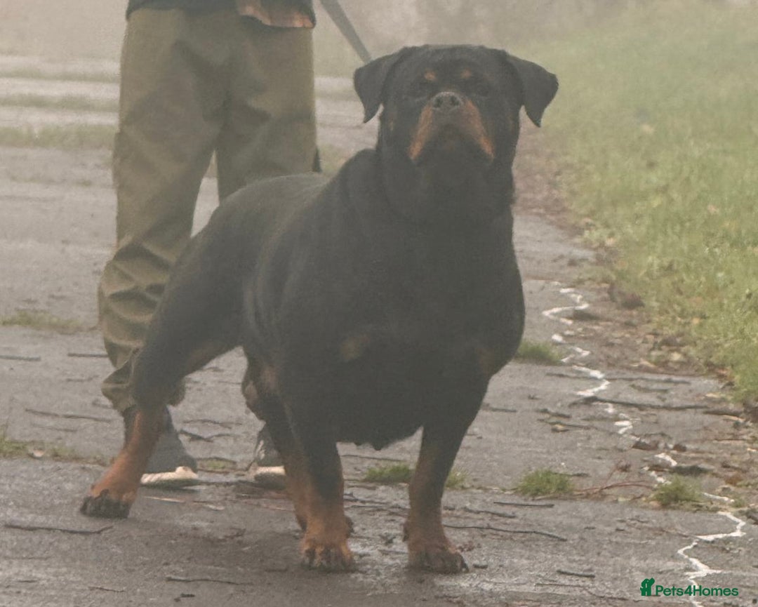 Rottweiler dogs for sale: Kc registered health tested female for sale  - Advert 2