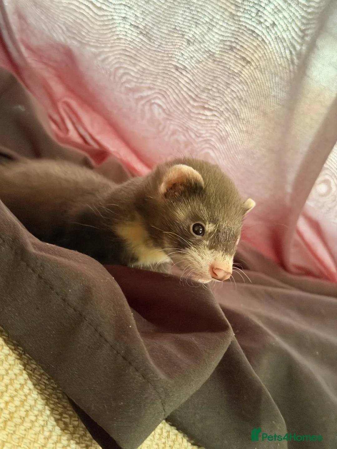 Ferret rodents for sale: Looking For New Home For This Champ - Advert 4