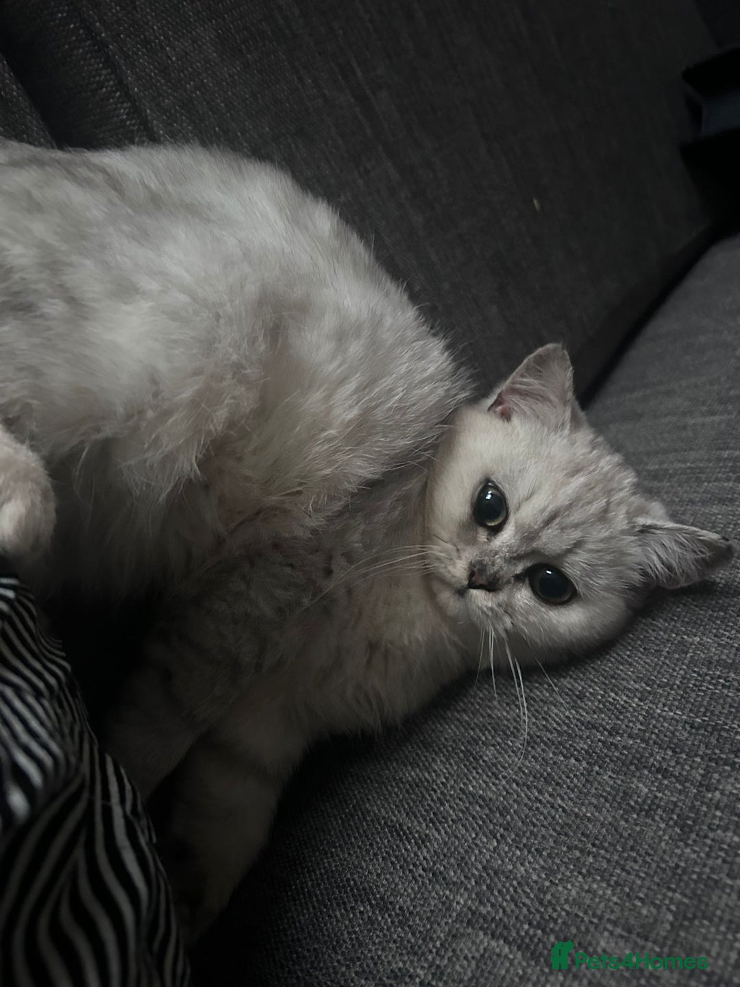 Exotic cats for sale: Persian c british shorthair  - Image 5