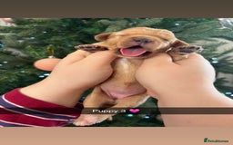 Mixed Breed dogs for sale: Cavalier King Charles x Pomeranian  - Image 7