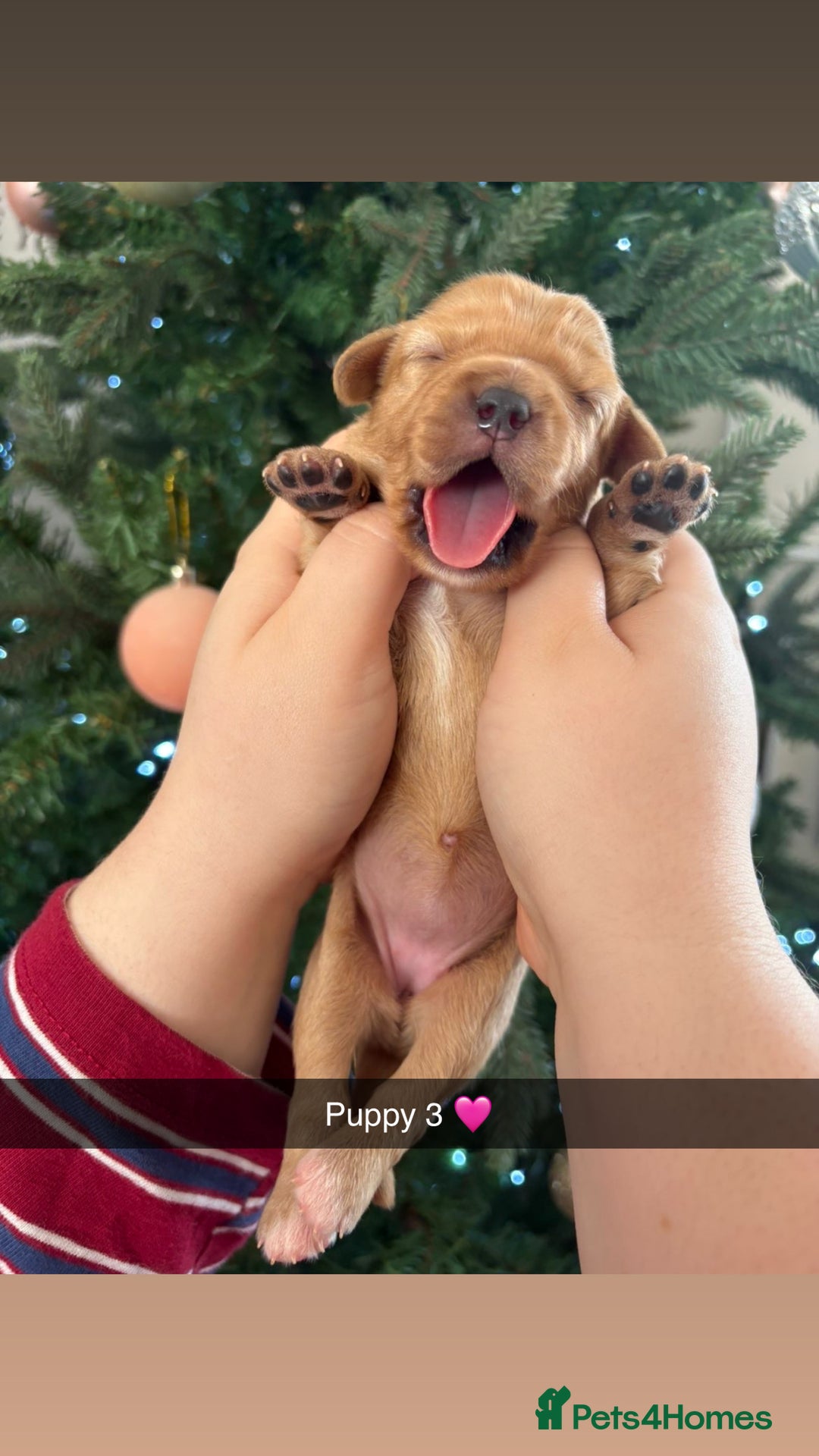 Mixed Breed dogs for sale: Cavalier King Charles x Pomeranian  - Image 7