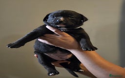 Mixed Breed dogs for sale: Labrastaff puppies for sale - Image 4