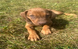Rhodesian Ridgeback dogs for sale: Big bold bouncy bundles  - Image 12
