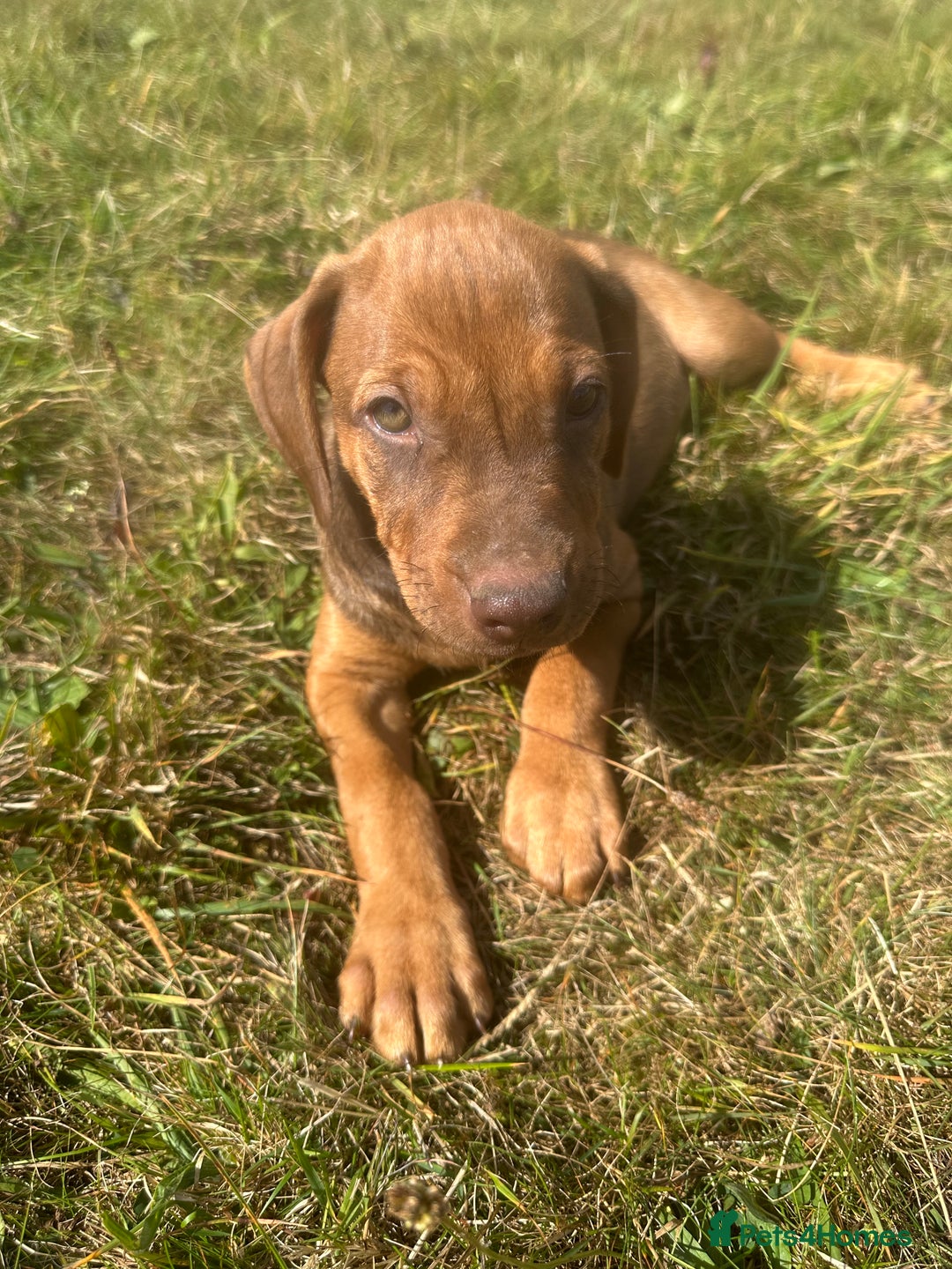 Rhodesian Ridgeback dogs for sale: Big bold bouncy bundles  - Image 12