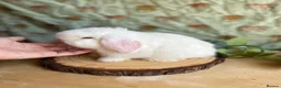 Mini Lop rabbits for sale: ⭐ FRIENDLY BABY MINI LOPS ⭐  - Advert 18