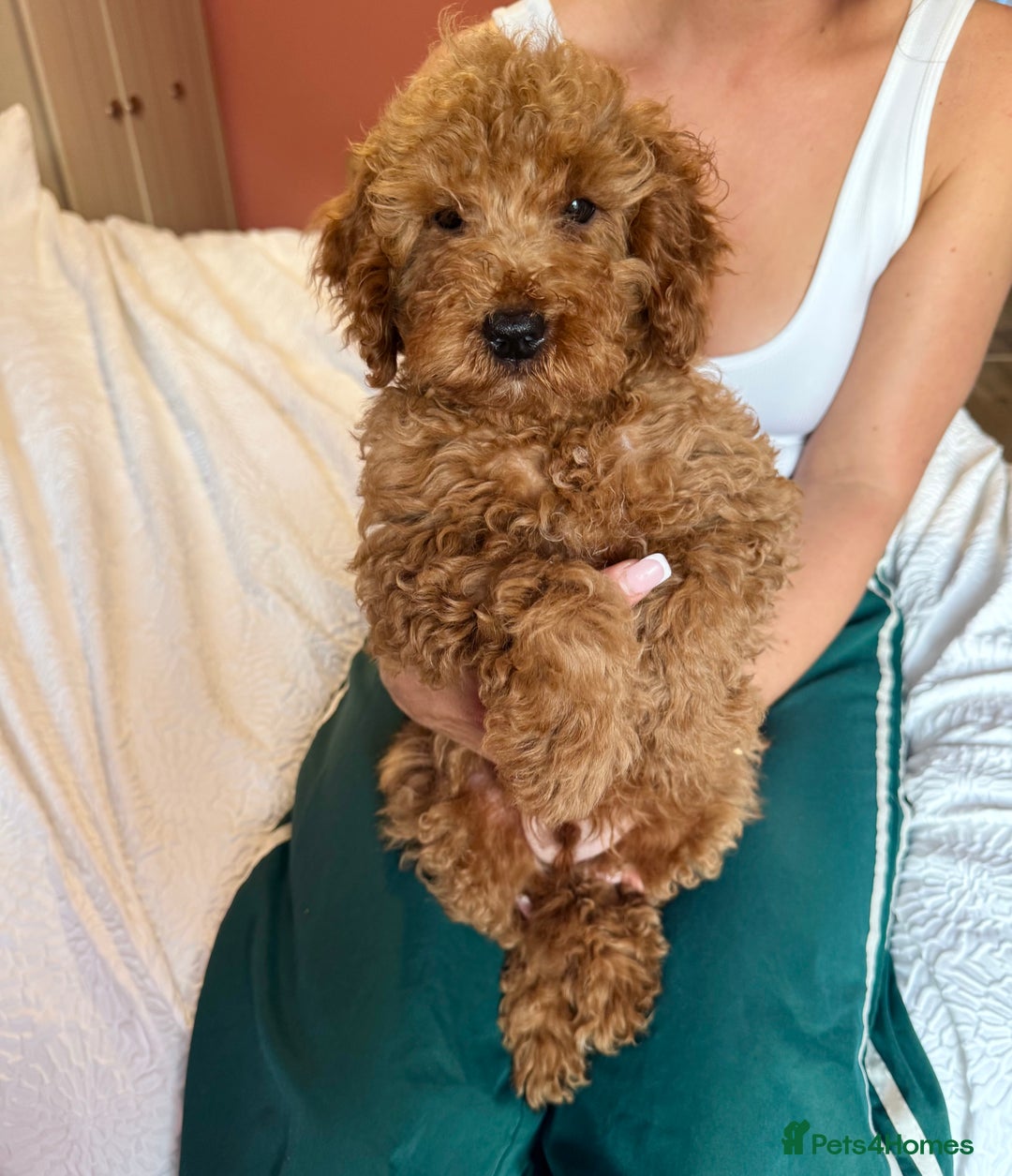 Cockapoo dogs for sale: Adorable cockapoo puppies  - Image 4