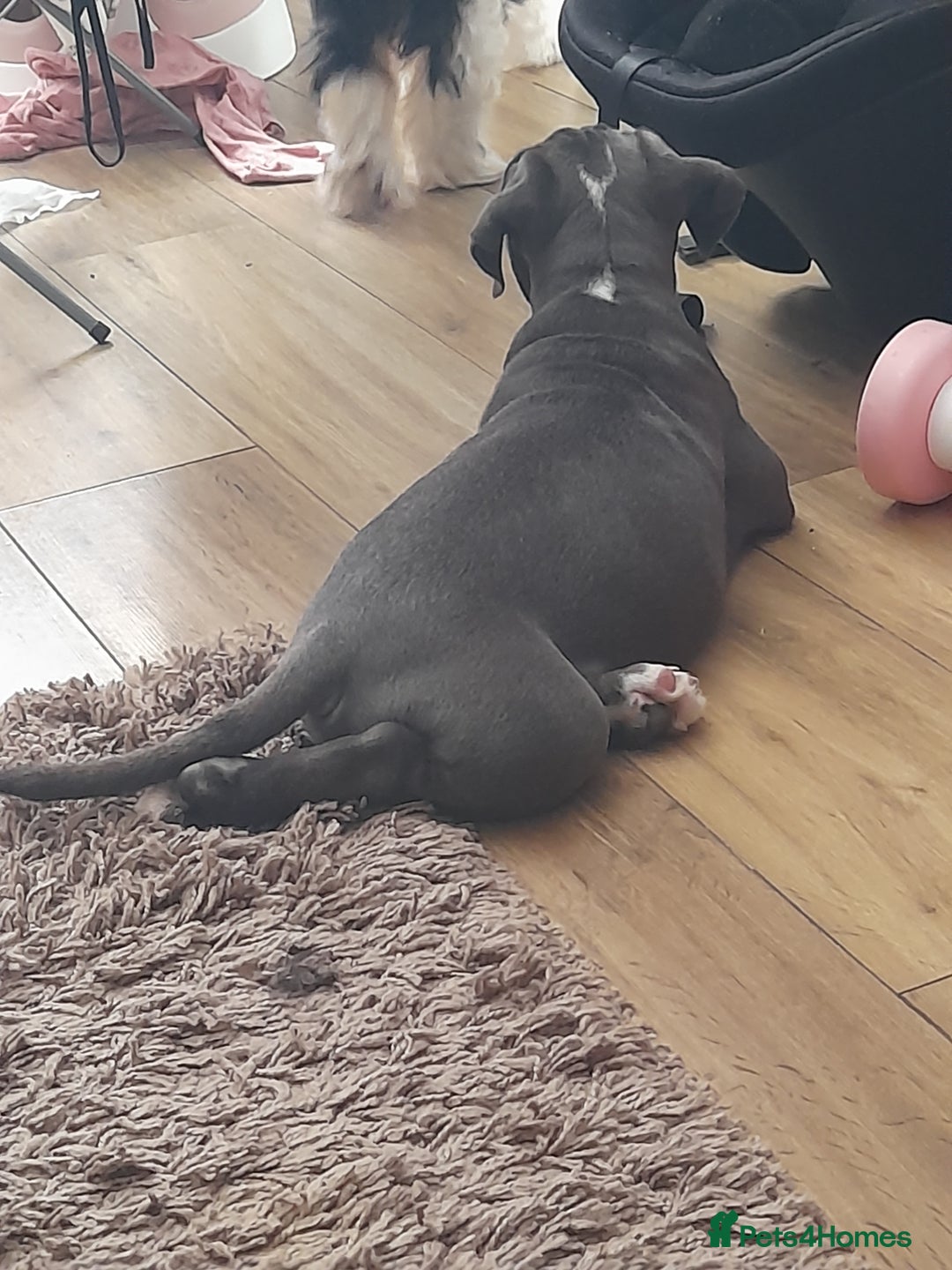 Olde English Bulldogge dogs for sale: OLDE ENGLISH BULLDOG - Image 3