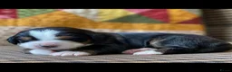 Bernese Mountain Dog dogs for sale: Cute Delighted  Bernese Mountain Puppies  in Folkestone - Advert 11