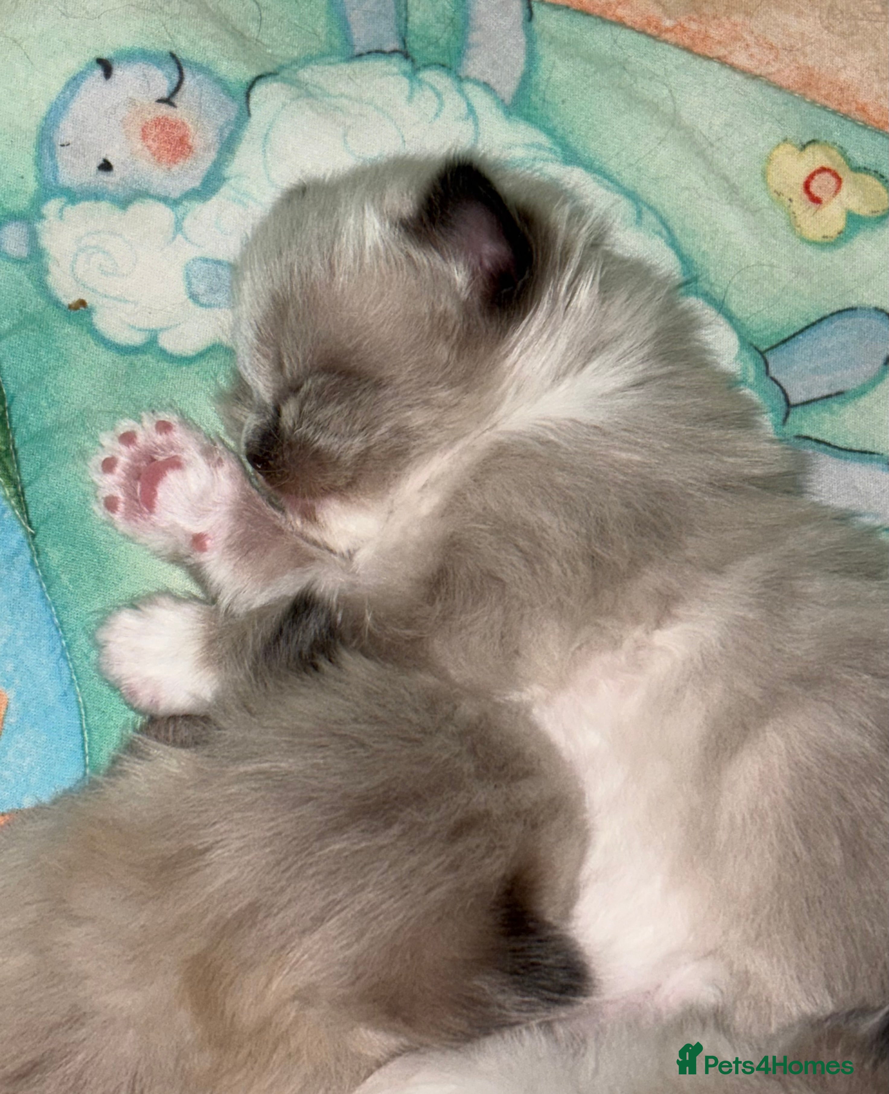 Ragdoll cats Microchipped Ragdoll Pedigree Kittens in Doncaster - Advert 1