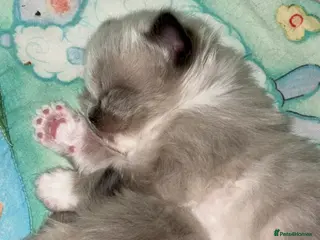 Ragdoll cats Microchipped Ragdoll Pedigree Kittens in Doncaster - Advert 1