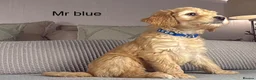 Goldendoodle dogs for sale: BEAUTIFUL HEALTHY LOVING PUPPIES  - Advert 30