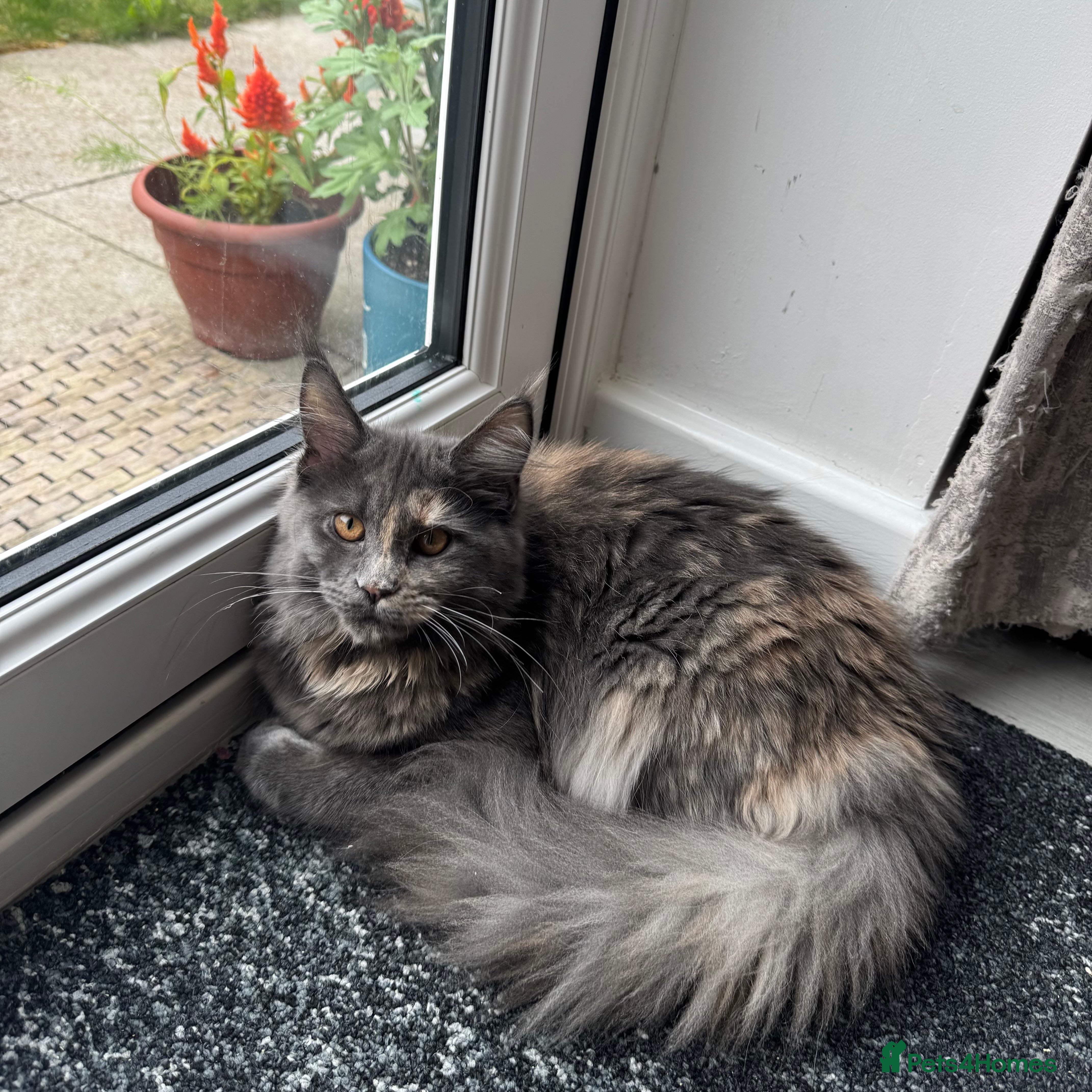Maine Coon cats Beautiful Maine Coon kittens for sale. Two boys.🦁 - Advert 2