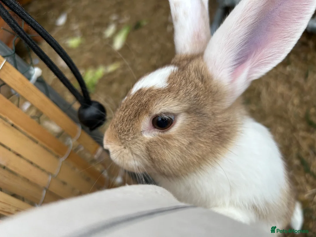 Mixed Breed rabbits for sale: Mixed breed male  - Advert 2
