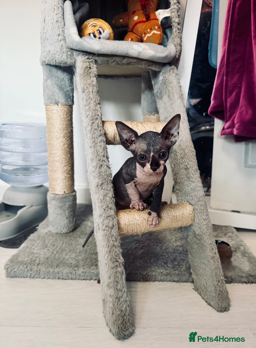 Sphynx cats for sale: 3 beautiful sphynx kittens  - Image 17