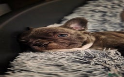 Mixed Breed dogs for sale: Frenchie x Chihuahua puppies - Image 5
