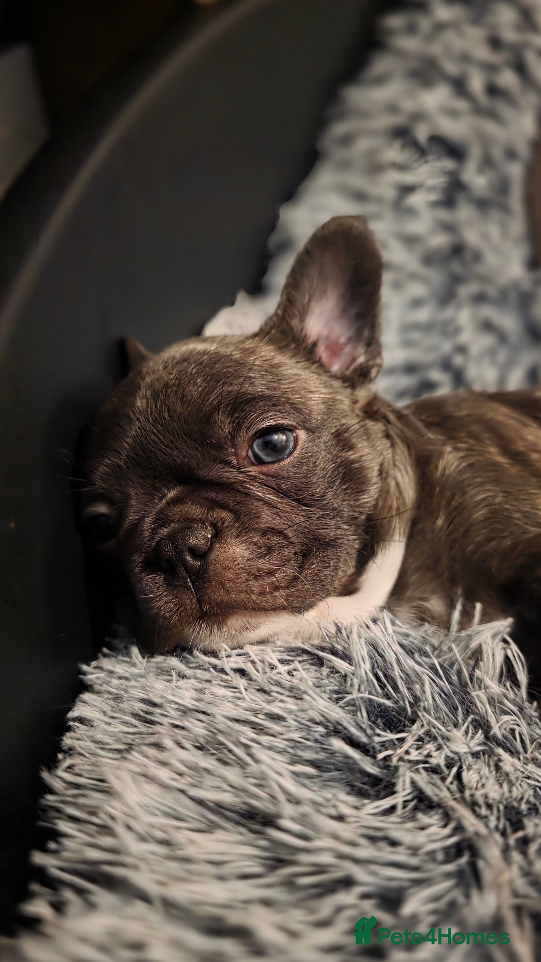 Mixed Breed dogs for sale: Frenchie x Chihuahua puppies - Image 5