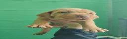 Hungarian Vizsla dogs for sale: Wirehaired vizslas  - Advert 5
