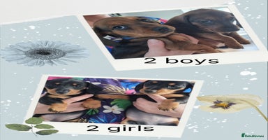 Miniature Dachshund dogs - Advert 10