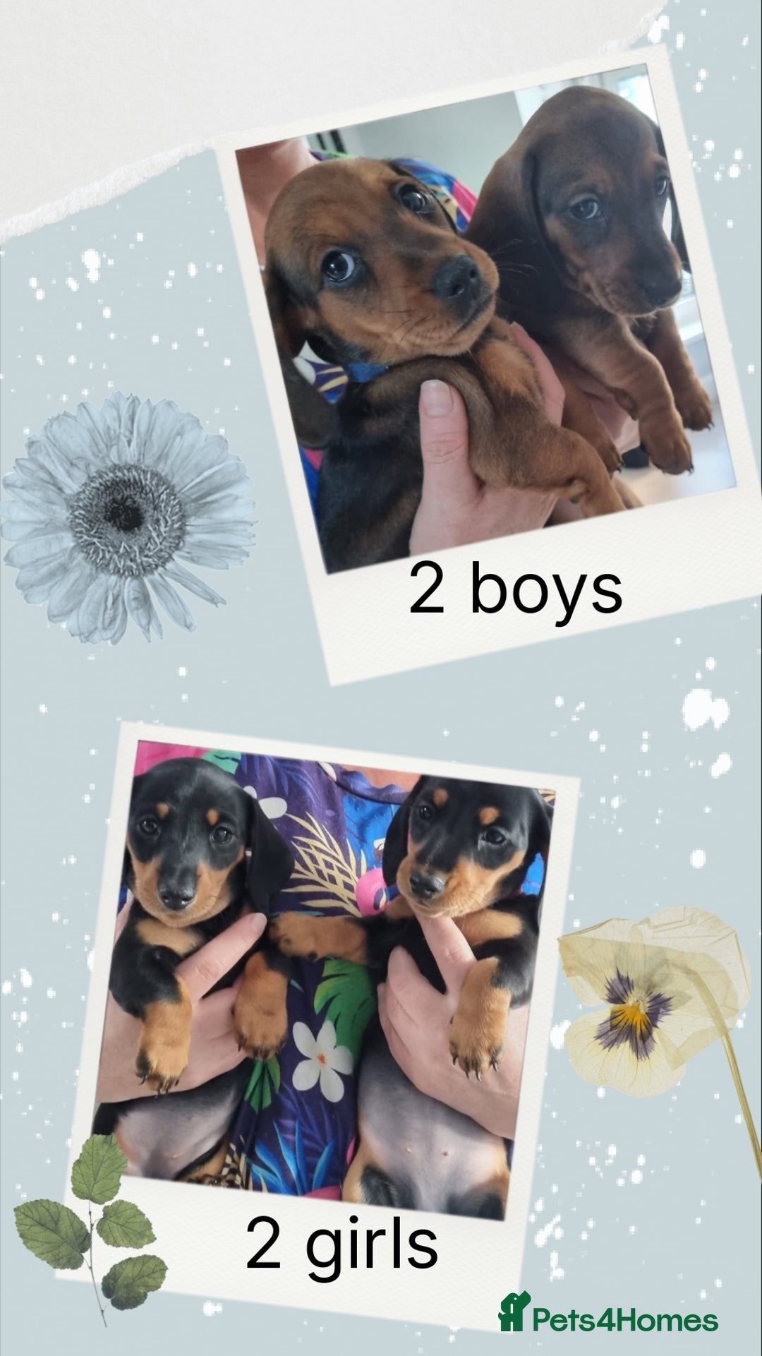 Miniature Dachshund dogs for sale: READY NOW! Minature dashshunds 1 boy 2 girls  - Image 3